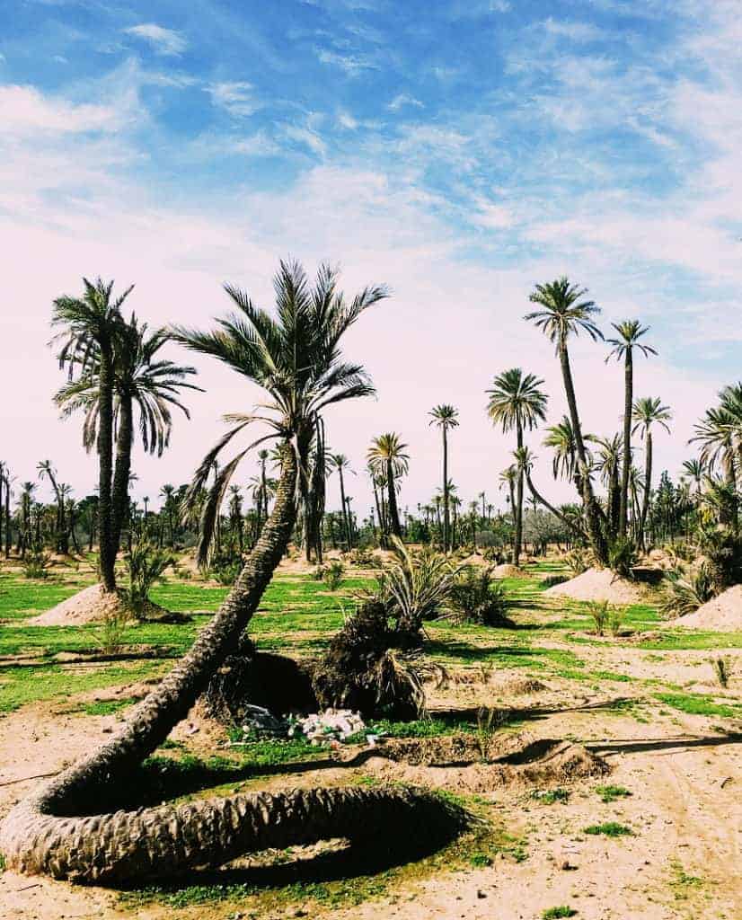 Marrakech palmeraie